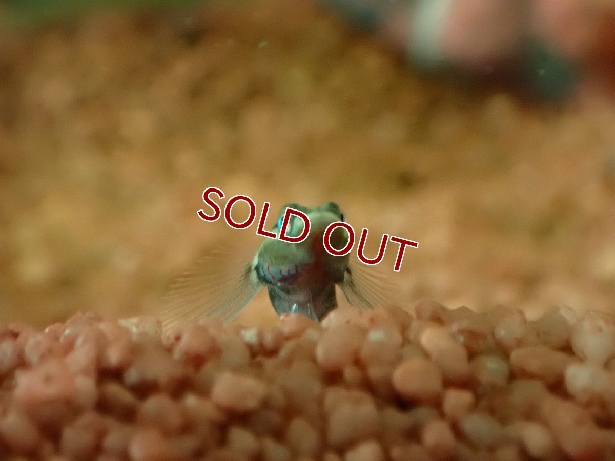 画像3: 【淡水魚】【通販】リノゴビウス ウーイエンシス【1匹 サンプル画像】（淡水ハゼ）（生体）（熱帯魚）NK (3)