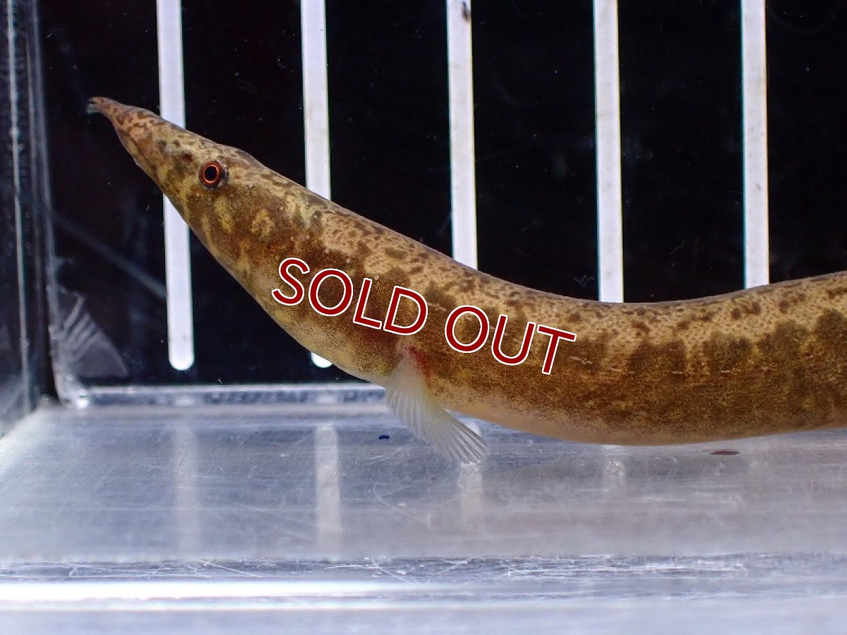 画像2: 【淡水魚】【通販】アフリカンスパイニーイール コンゴ産 ワイルド【1匹 サンプル画像】(±12-18cm)（大型魚）（生体）（熱帯魚）NKO (2)