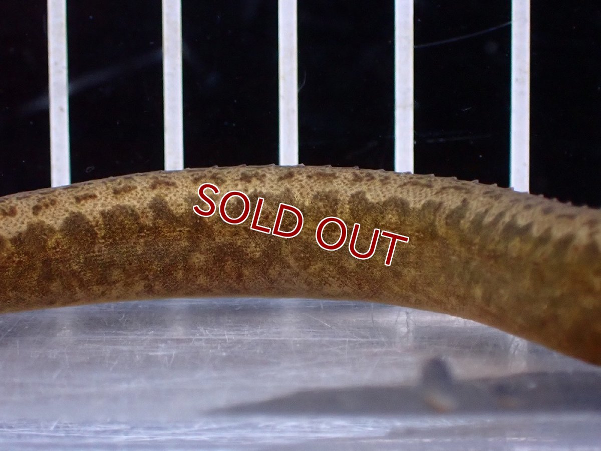 画像3: 【淡水魚】【通販】アフリカンスパイニーイール コンゴ産 ワイルド【1匹 サンプル画像】(±12-18cm)（大型魚）（生体）（熱帯魚）NKO (3)