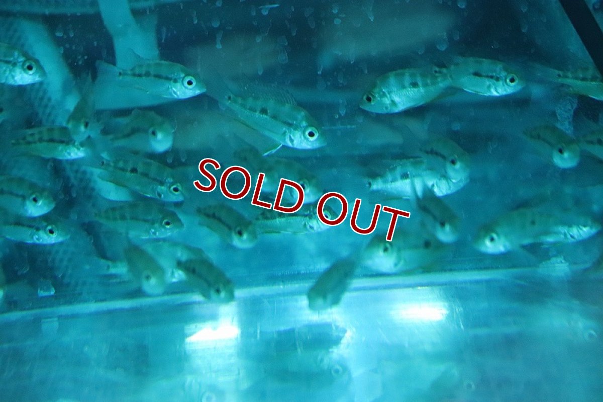 画像2: 【淡水魚】【通販】爆安 トリクティス エリオッティ【1匹 サンプル画像】(±4-5cm)(大型魚)(生体)(熱帯魚)NKO (2)