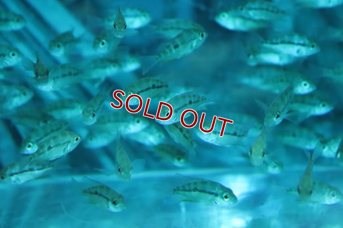 画像3: 【淡水魚】【通販】爆安 トリクティス エリオッティ【1匹 サンプル画像】(±4-5cm)(大型魚)(生体)(熱帯魚)NKO (3)