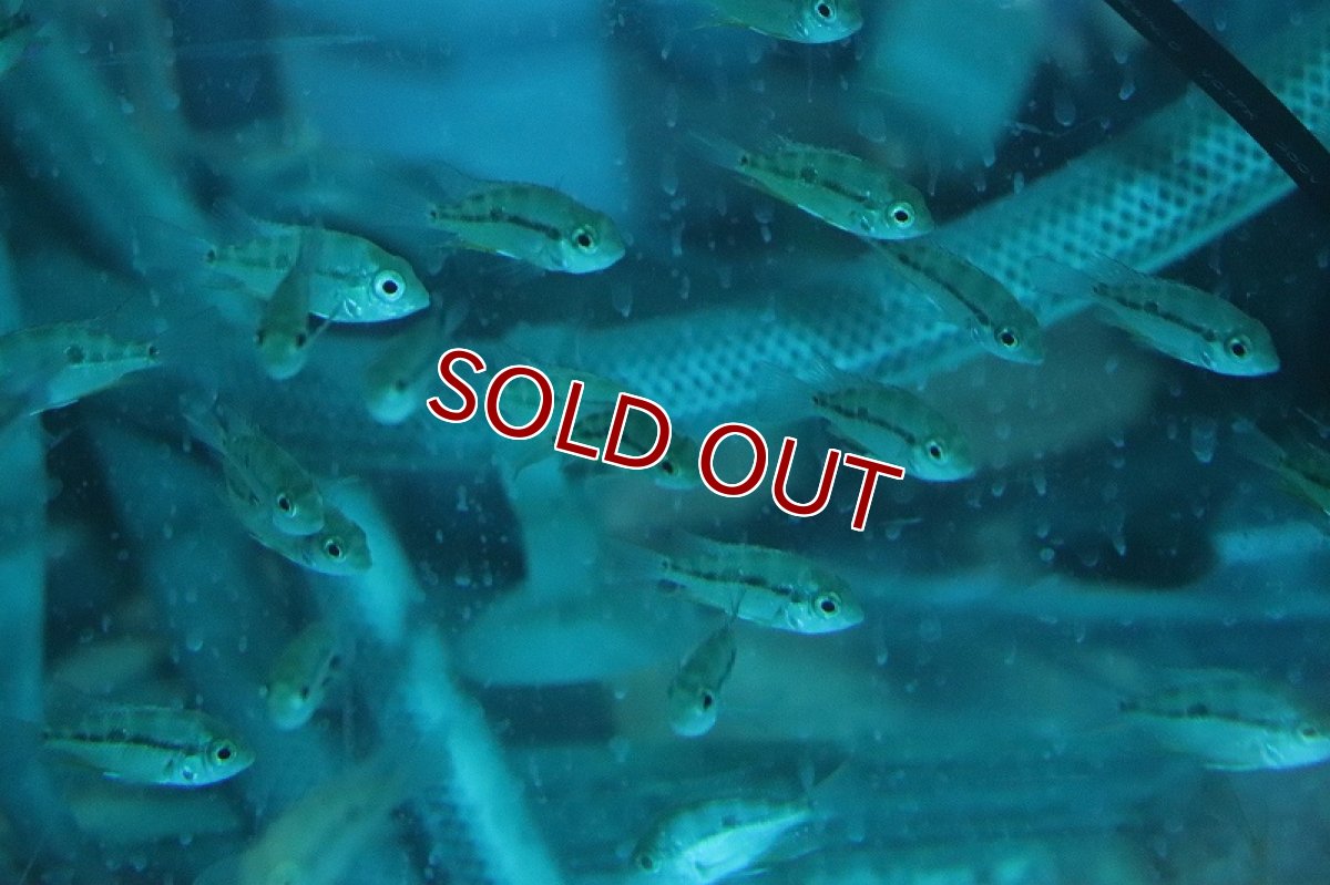 画像4: 【淡水魚】【通販】爆安 トリクティス エリオッティ【1匹 サンプル画像】(±4-5cm)(大型魚)(生体)(熱帯魚)NKO (4)