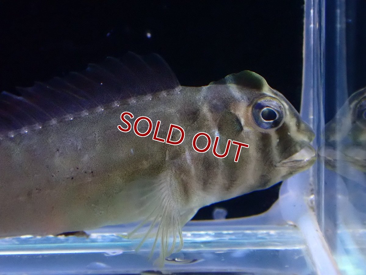 画像2: 【淡水魚】【通販】爆安 トサカギンポ Tophat blenny【1匹 サンプル画像】（淡水ハゼ）（生体）（熱帯魚）NK (2)