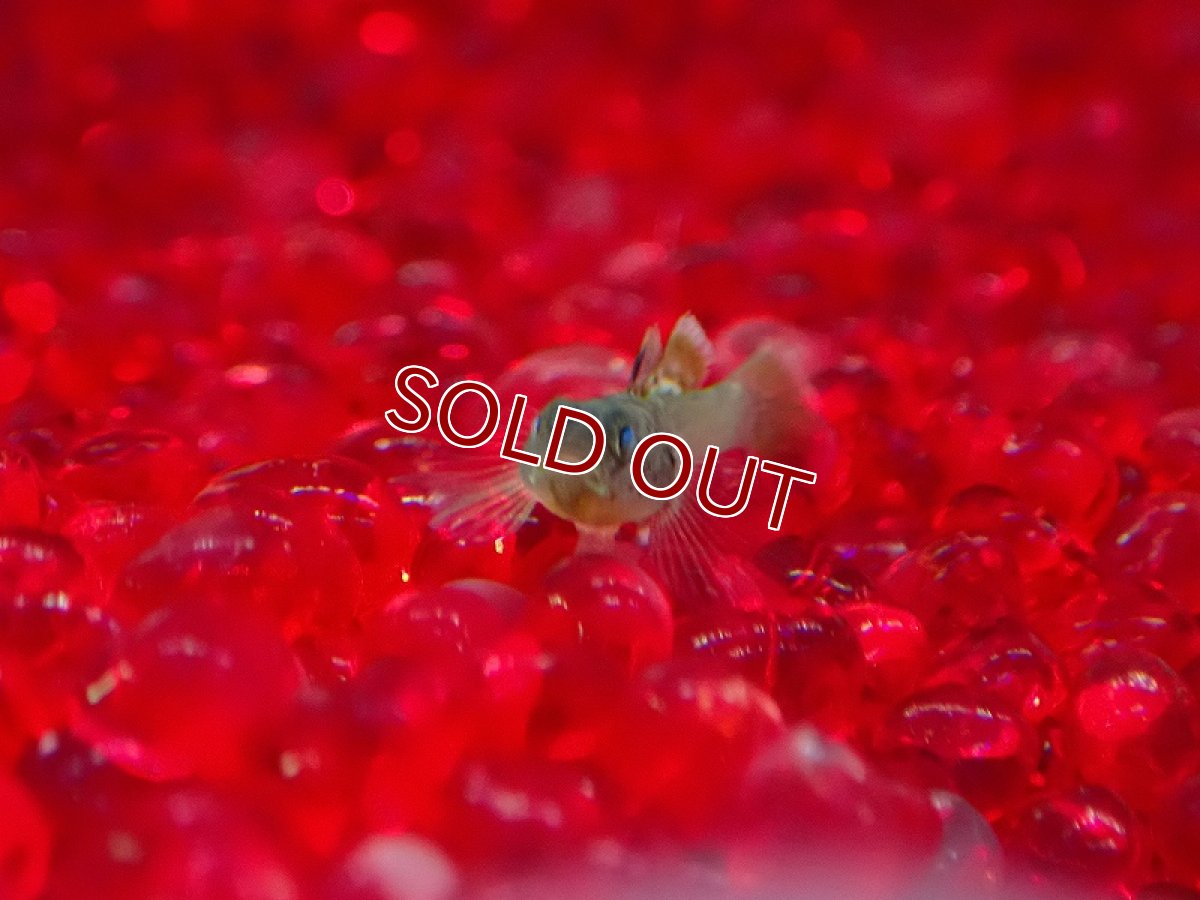 画像2: 【淡水魚】【通販】リノゴビウス ルブロマキュラータス【1匹 サンプル画像】（淡水ハゼ）（生体）（熱帯魚）NK (2)