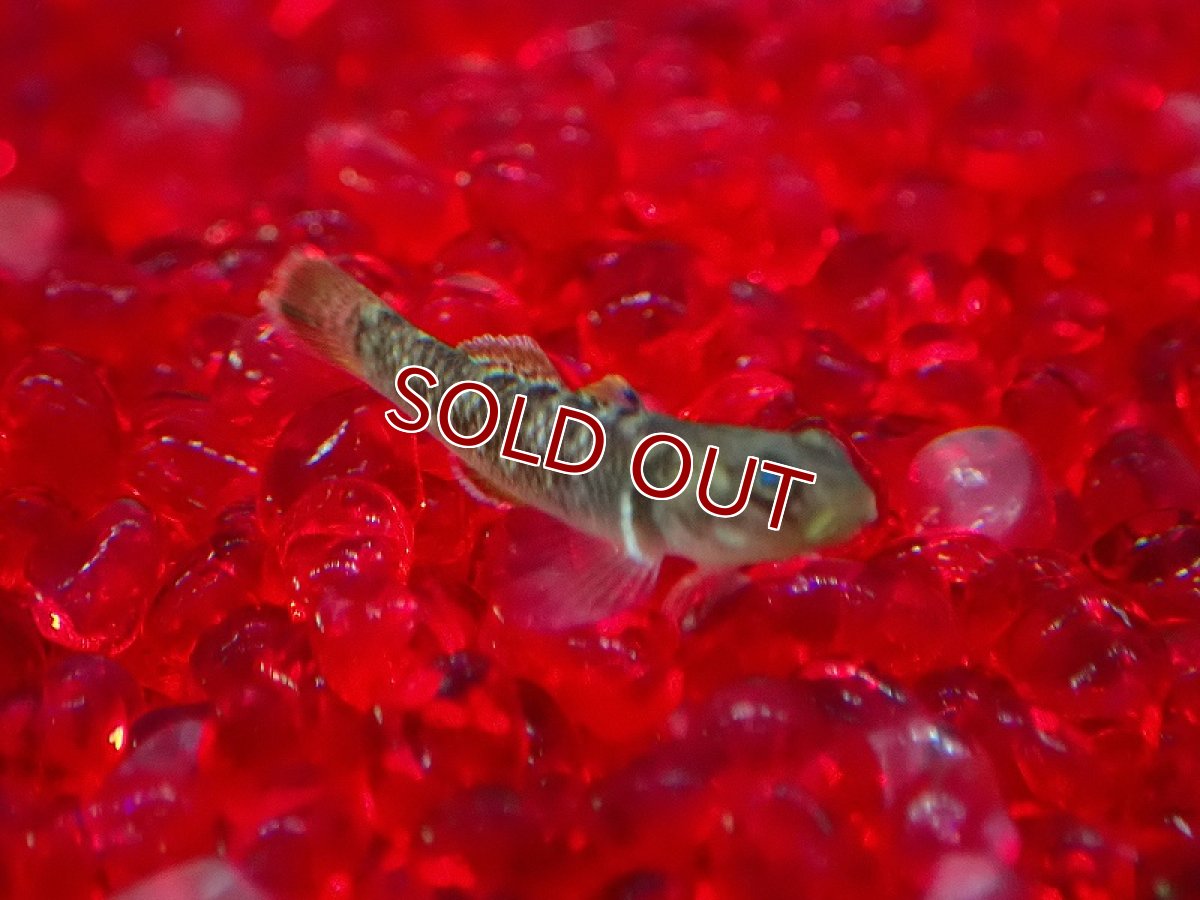 画像3: 【淡水魚】【通販】リノゴビウス ルブロマキュラータス【1匹 サンプル画像】（淡水ハゼ）（生体）（熱帯魚）NK (3)