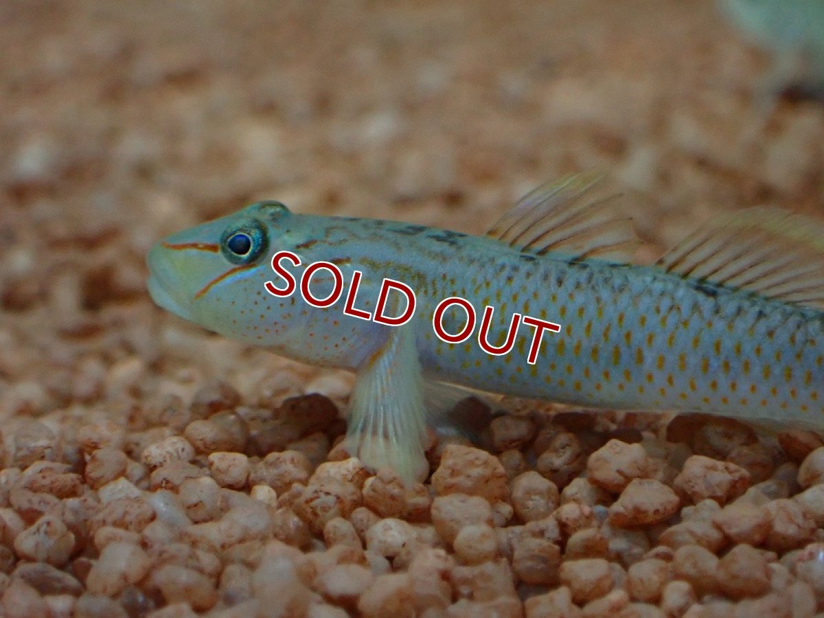 画像2: 【淡水魚】【通販】リノゴビウス カンディディアヌス【1匹 サンプル画像】（淡水ハゼ）（生体）（熱帯魚）NK (2)