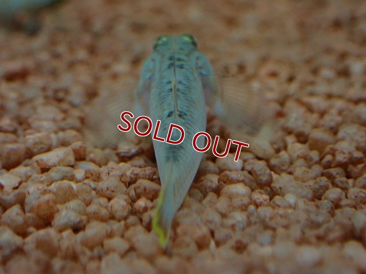 画像3: 【淡水魚】【通販】リノゴビウス カンディディアヌス【1匹 サンプル画像】（淡水ハゼ）（生体）（熱帯魚）NK (3)