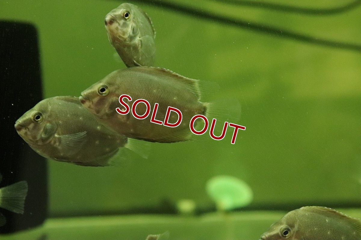 画像2: 【淡水魚】【通販】爆安 ウアル トライアングルシクリッド【1匹 サンプル画像】（大型魚）（生体）（熱帯魚）NKO (2)