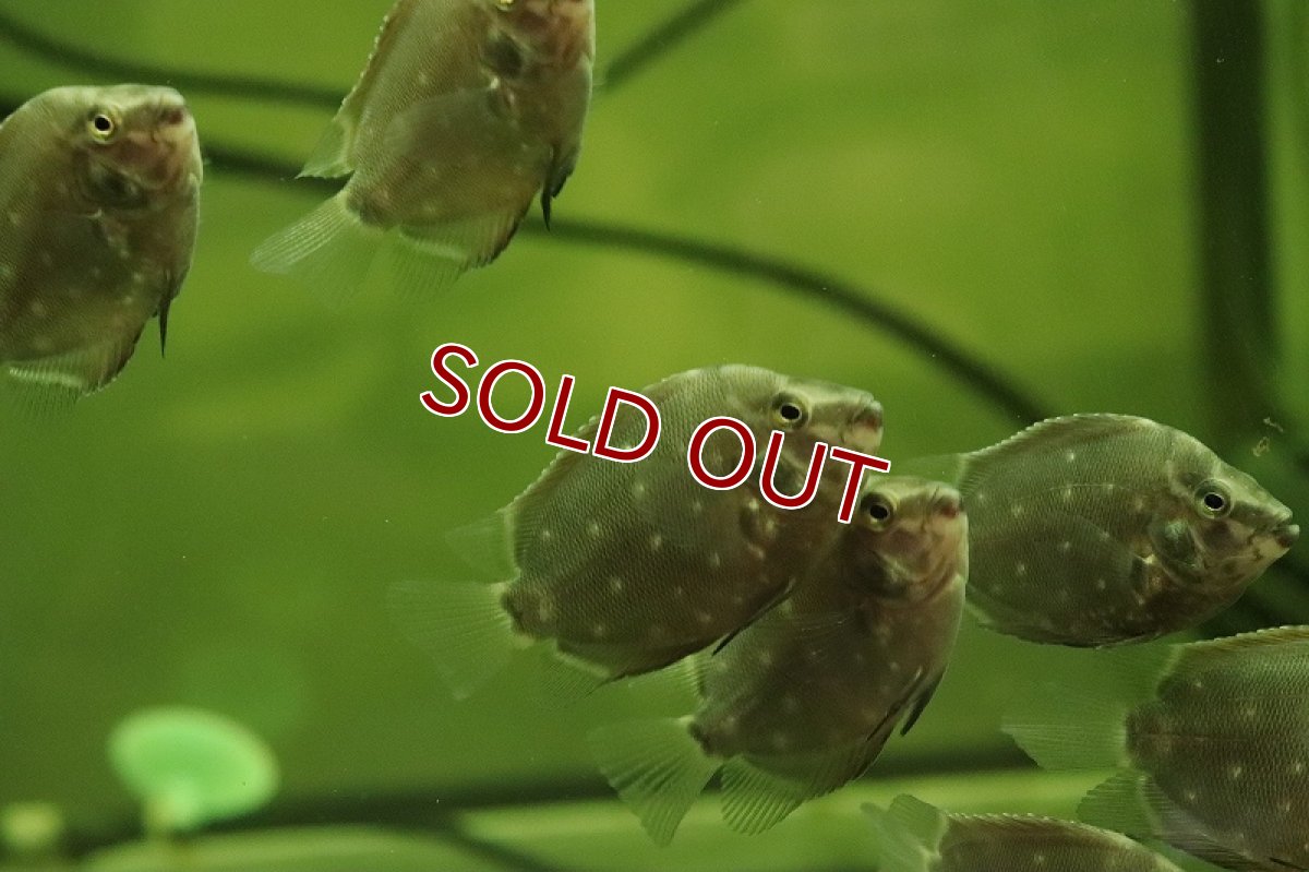 画像3: 【淡水魚】【通販】爆安 ウアル トライアングルシクリッド【1匹 サンプル画像】（大型魚）（生体）（熱帯魚）NKO (3)