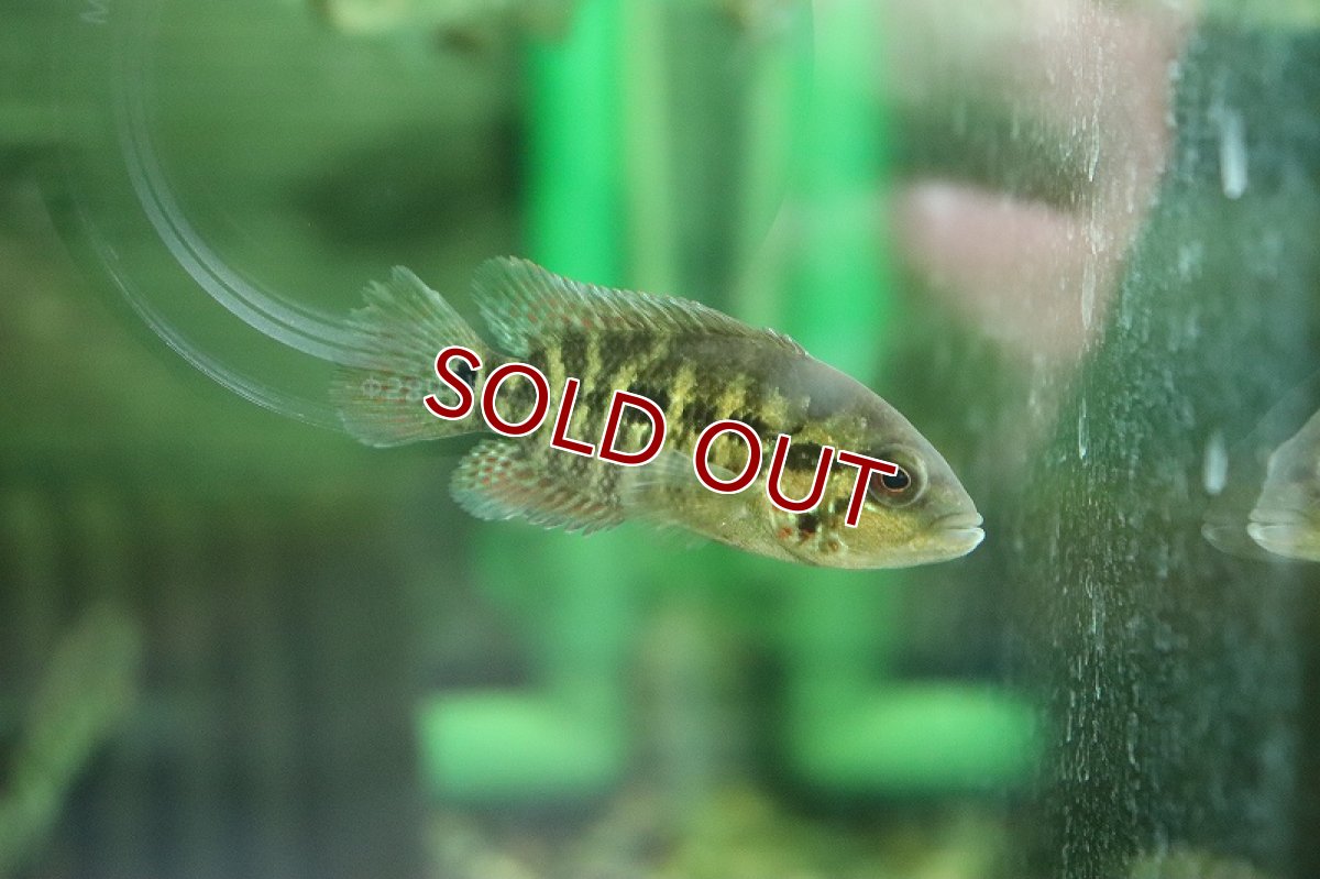 画像2: 【淡水魚】【通販】激安 パラクロミス ナマクエンシス【1匹 サンプル画像】(±5-7cm)（大型魚）（生体）（熱帯魚）NKO (2)