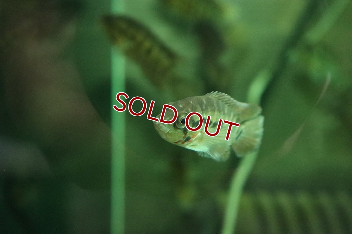 画像3: 【淡水魚】【通販】激安 パラクロミス ナマクエンシス【1匹 サンプル画像】(±5-7cm)（大型魚）（生体）（熱帯魚）NKO (3)