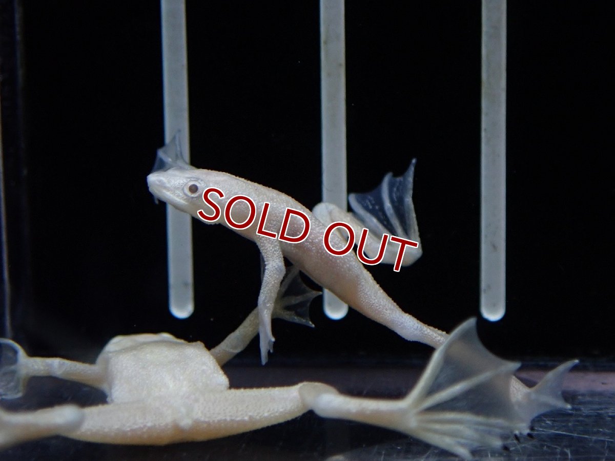 画像3: 【淡水魚】【通販】ホワイトヒメツメガエル【1匹 サンプル画像】（生体）（熱帯魚）NK (3)