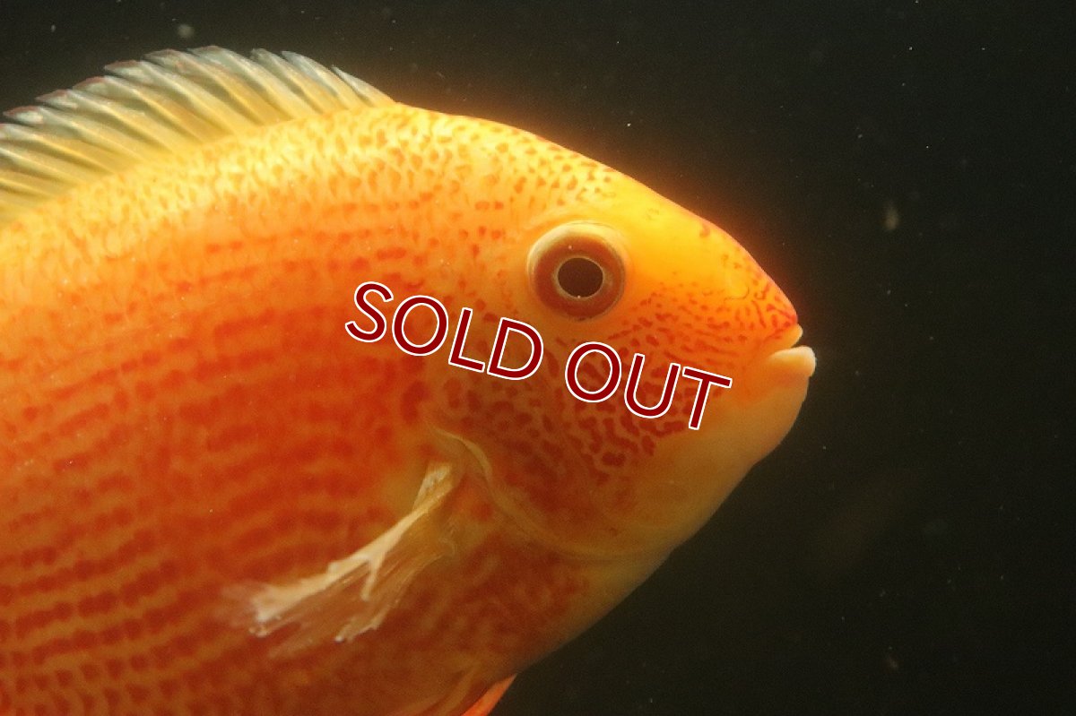 画像2: 【ウィンターセール 10％OFF対象商品】【淡水魚】【通販】ビッグサイズ レッドスポットゴールデンセベラム【1匹 サンプル画像】(±13-15cm)（大型魚）（生体）（熱帯魚）NKO (2)