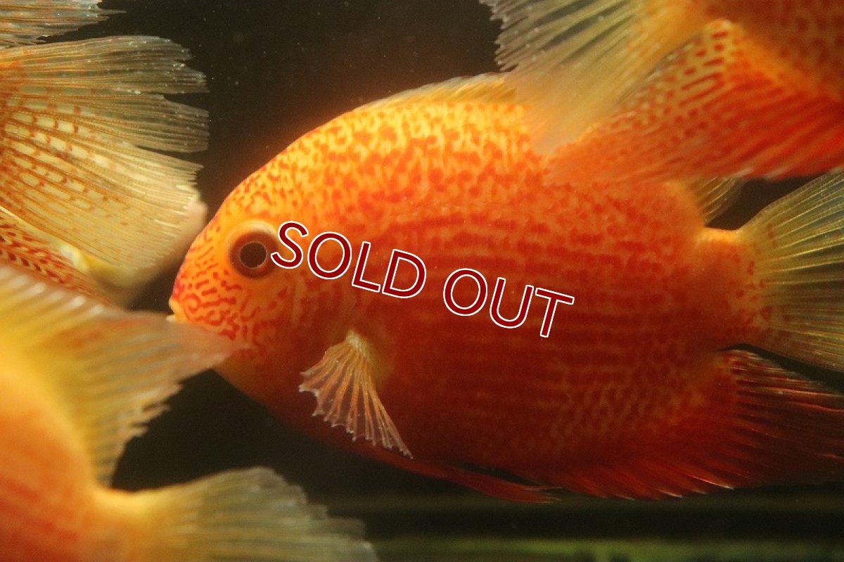 画像3: 【ウィンターセール 10％OFF対象商品】【淡水魚】【通販】ビッグサイズ レッドスポットゴールデンセベラム【1匹 サンプル画像】(±13-15cm)（大型魚）（生体）（熱帯魚）NKO (3)