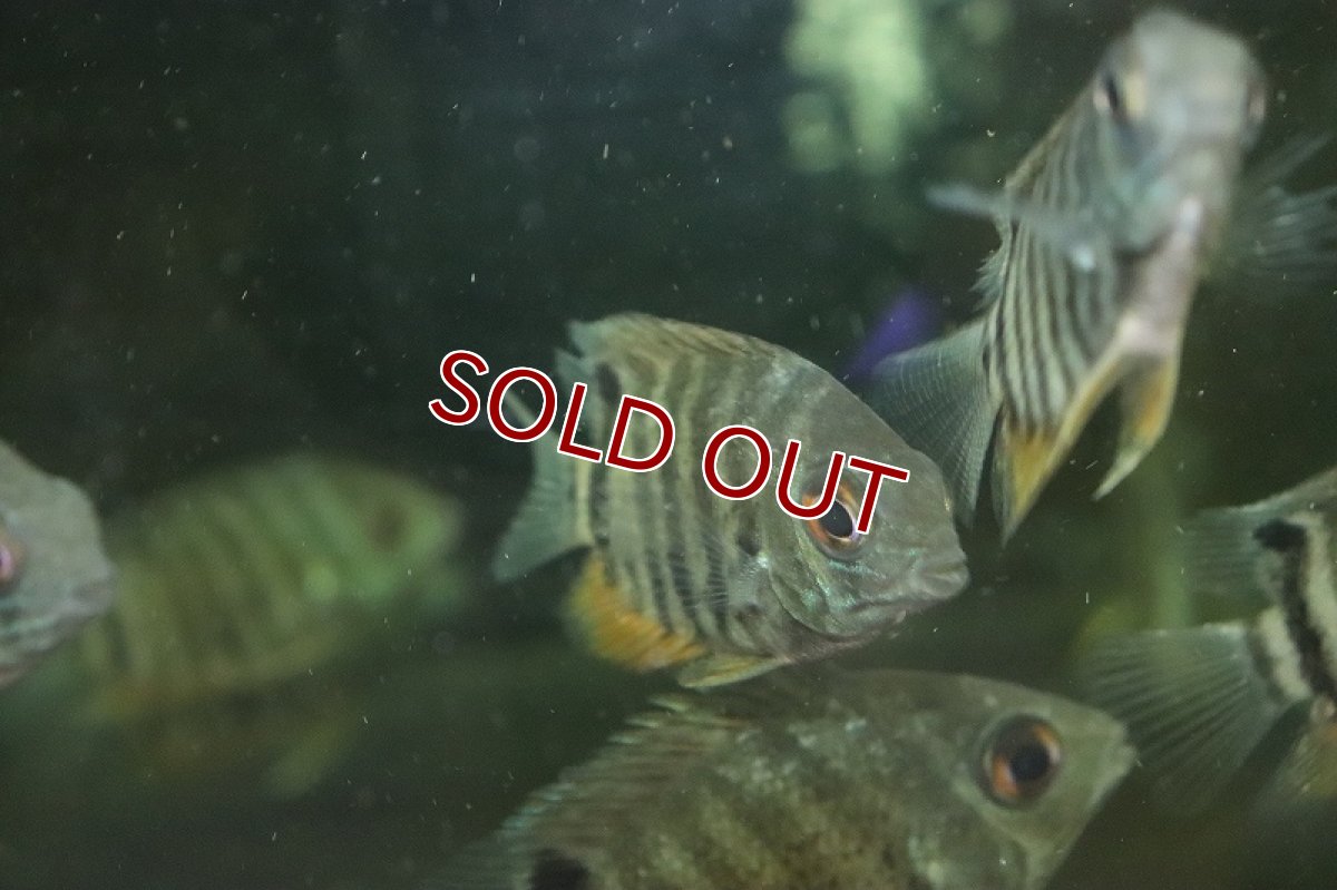 画像2: 【淡水魚】【通販】セベラムsp リオヤバリ産 ワイルド【1匹 サンプル画像】(±5-6cm)（大型魚）（生体）（熱帯魚）NKO (2)