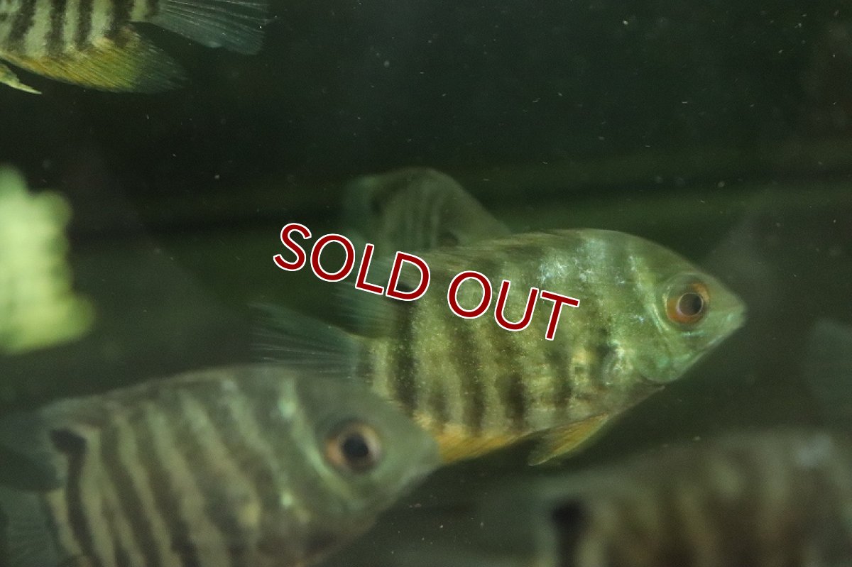 画像3: 【淡水魚】【通販】セベラムsp リオヤバリ産 ワイルド【1匹 サンプル画像】(±5-6cm)（大型魚）（生体）（熱帯魚）NKO (3)