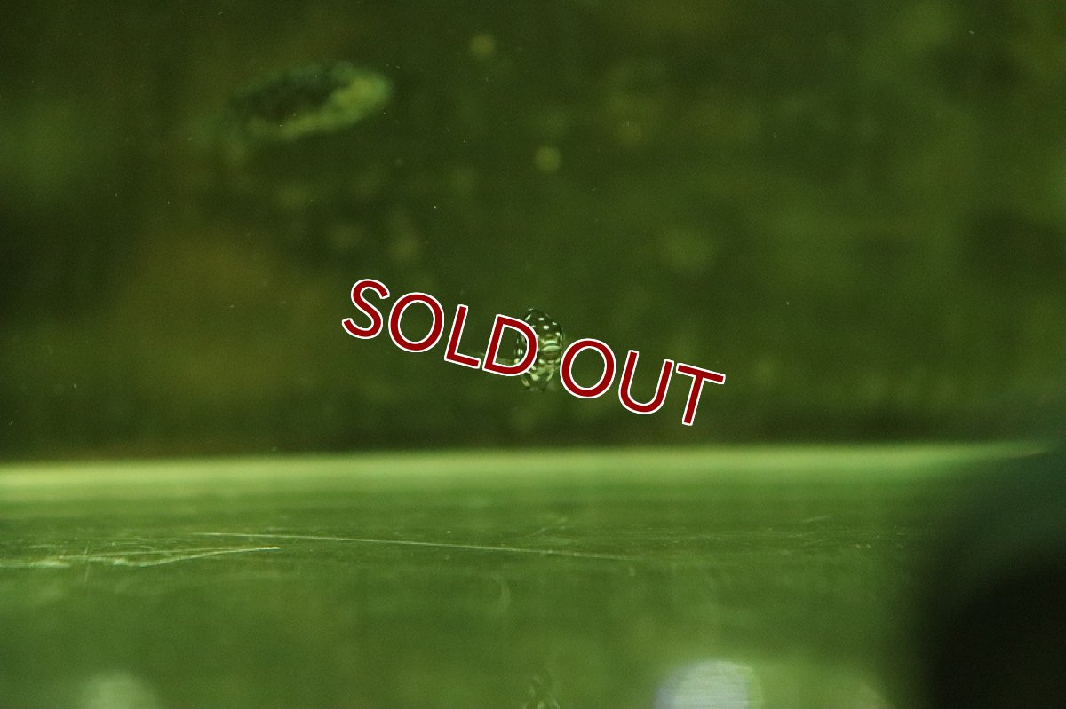 画像2: 【淡水魚】【通販】トロフェウス ドゥボイシーブルーフェイス【1匹 サンプル画像】（大型魚）（生体）（熱帯魚）NKO (2)