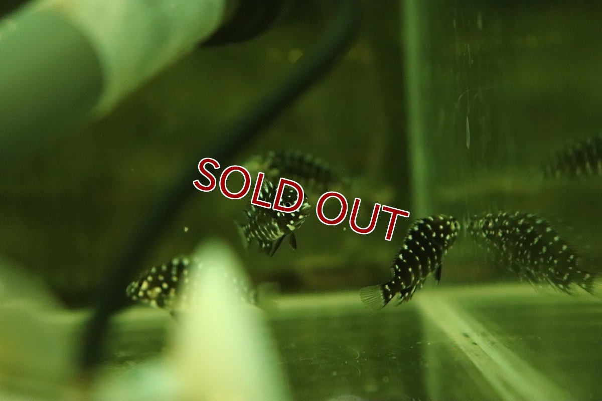 画像3: 【淡水魚】【通販】トロフェウス ドゥボイシーブルーフェイス【1匹 サンプル画像】（大型魚）（生体）（熱帯魚）NKO (3)