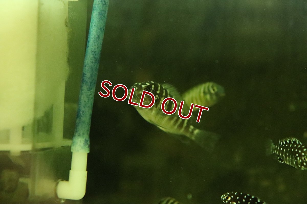 画像2: 【淡水魚】【通販】トロフェウス モーリー Murago Congo【1匹 サンプル画像】（大型魚）（生体）（熱帯魚）NKO (2)