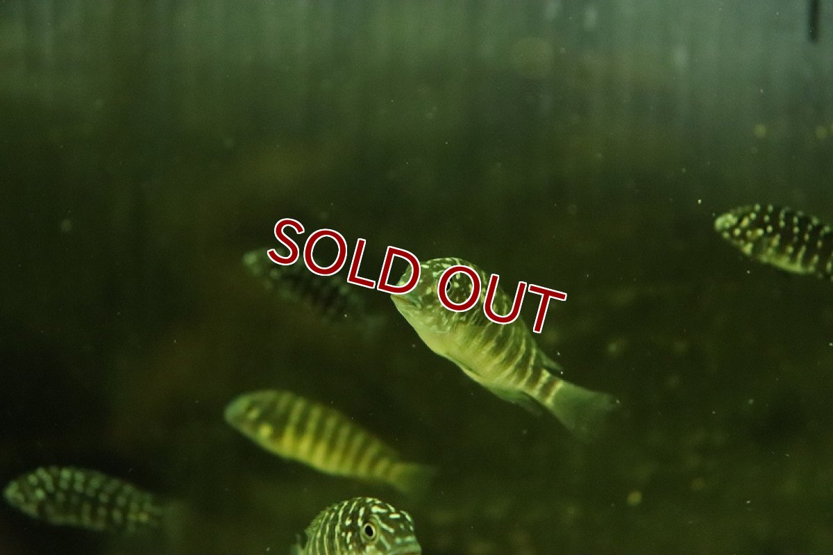 画像3: 【淡水魚】【通販】トロフェウス モーリー Murago Congo【1匹 サンプル画像】（大型魚）（生体）（熱帯魚）NKO (3)