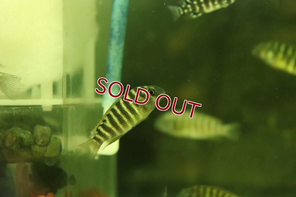 画像2: 【淡水魚】【通販】トロフェウス モーリー タイガー【1匹 サンプル画像】（大型魚）（生体）（熱帯魚）NKO (2)