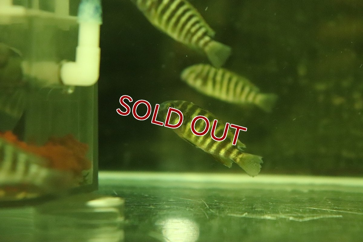 画像3: 【淡水魚】【通販】トロフェウス モーリー タイガー【1匹 サンプル画像】（大型魚）（生体）（熱帯魚）NKO (3)