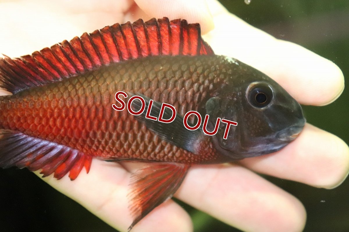 画像2: 【淡水魚】【通販】トロフェウス モーリー ファイヤークラッカー【1匹 サンプル画像】（大型魚）（生体）（熱帯魚）NKO (2)