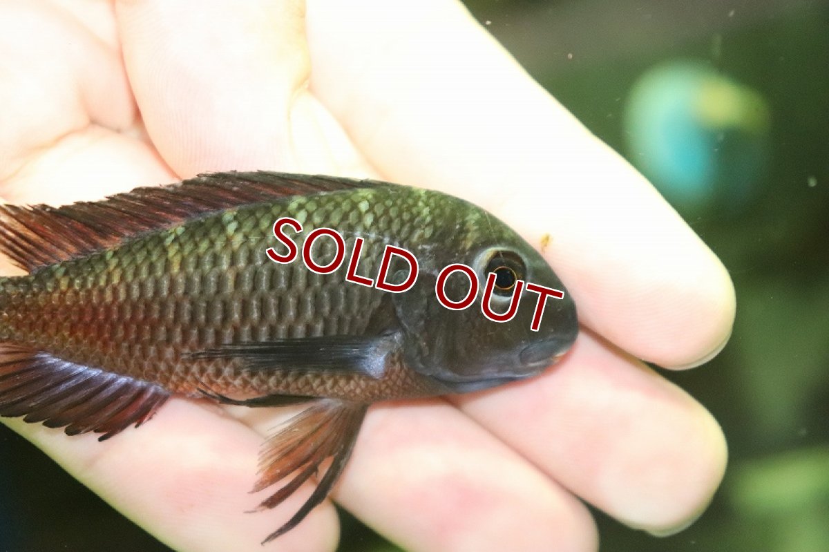 画像2: 【淡水魚】【通販】トロフェウス モーリー ルトゥンガブラック【1匹 サンプル画像】（大型魚）（生体）（熱帯魚）NKO (2)