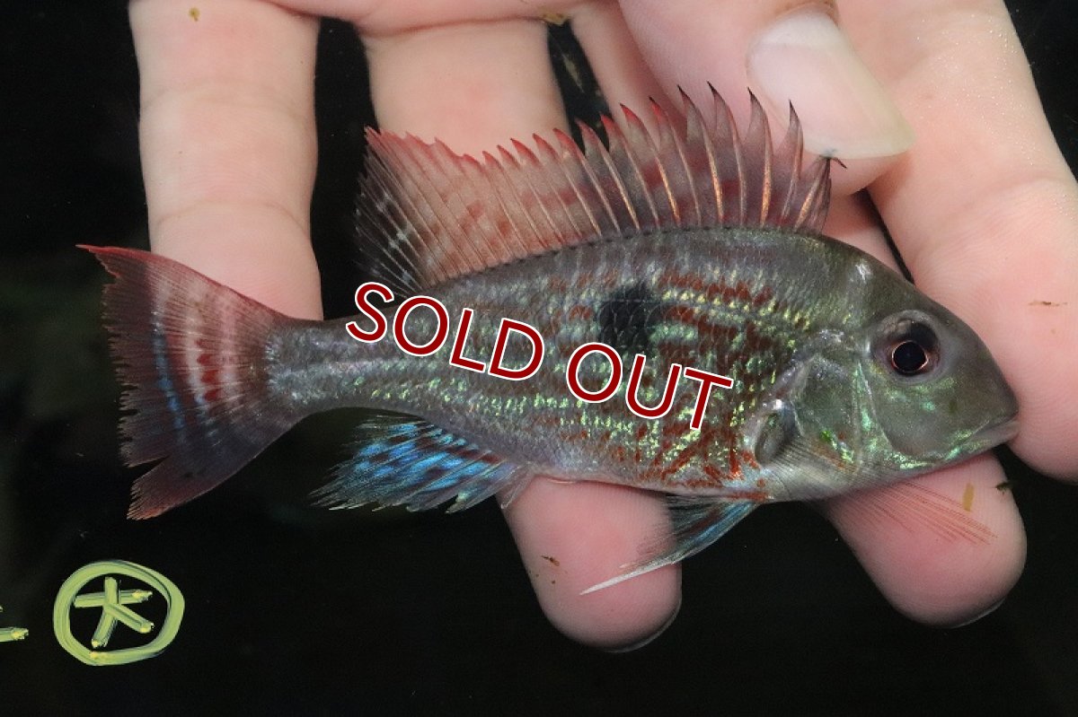 画像3: 【淡水魚】【通販】大きめ 発色あり ゲオファーガス スベニ【1匹 サンプル画像】(±9cm)（大型魚）（生体）（熱帯魚）NKO (3)