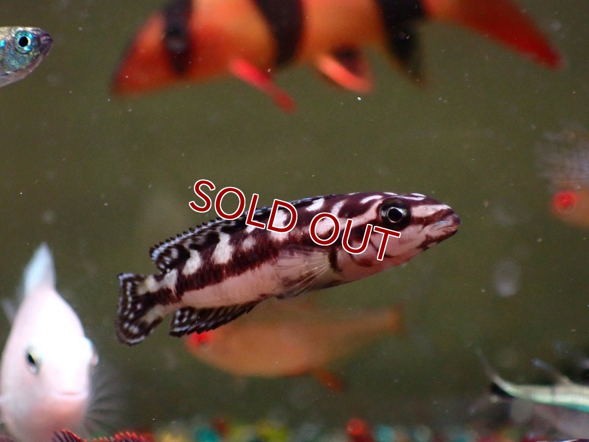 画像2: 【淡水魚】【通販】爆安 ジュリドクロミス マルリエリ【1匹 サンプル画像】（生体）（熱帯魚）NK (2)
