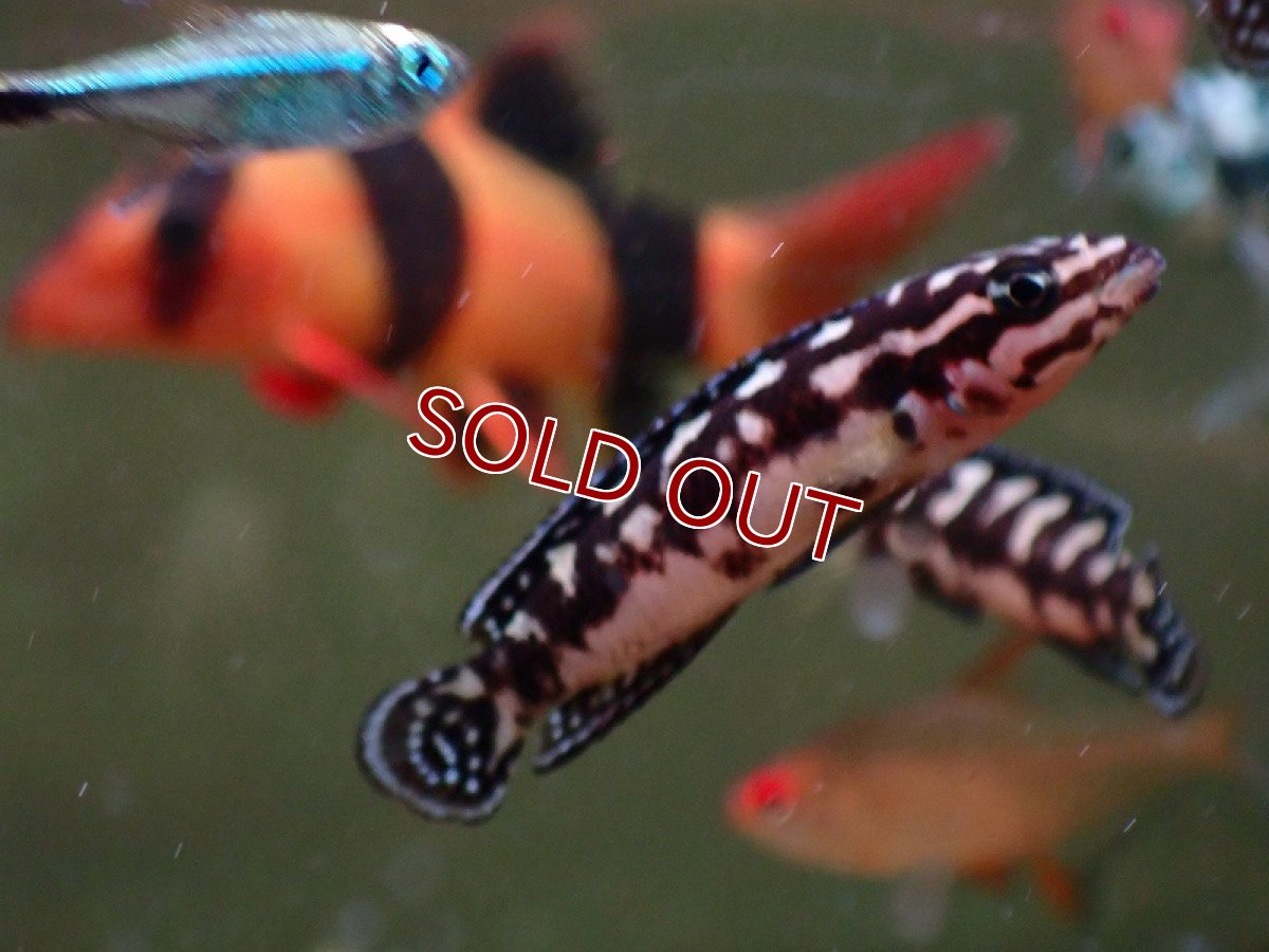 画像3: 【淡水魚】【通販】爆安 ジュリドクロミス マルリエリ【1匹 サンプル画像】（生体）（熱帯魚）NK (3)