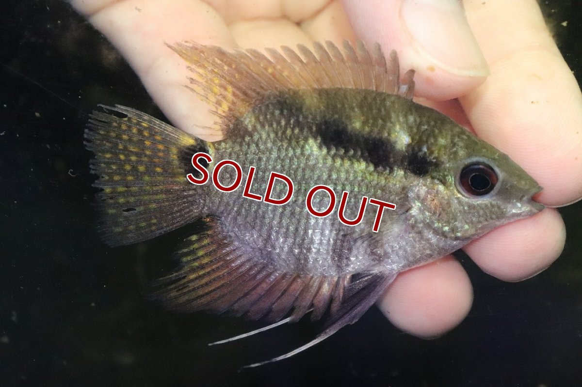 画像2: 【淡水魚】【通販】激安 フェスティバム リオ ウルク産 ワイルド【1匹 サンプル画像】(±7cm)（大型魚）（生体）（熱帯魚）NKO (2)