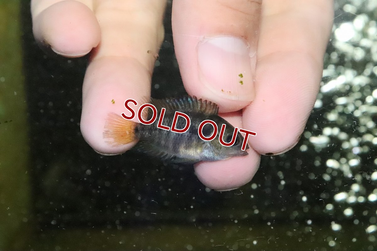 画像2: 【淡水魚】【通販】爆安 アルコケントルス　サジカ【1匹 サンプル画像】(±3-4cm)（大型魚）（生体）（熱帯魚）NKO (2)