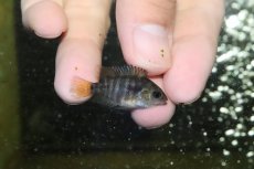 画像2: 【淡水魚】【通販】爆安 アルコケントルス　サジカ【1匹 サンプル画像】(±3-4cm)（大型魚）（生体）（熱帯魚）NKO (2)