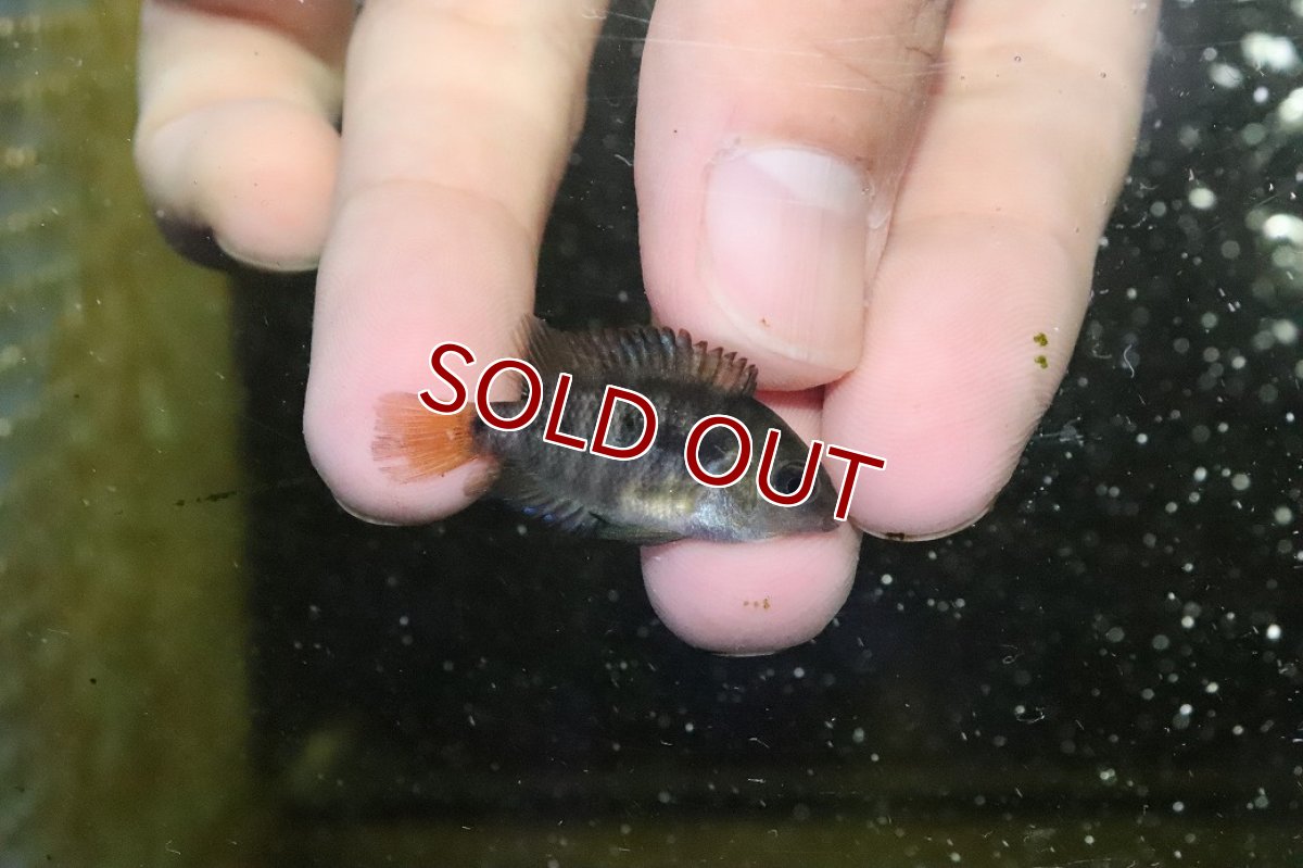 画像3: 【淡水魚】【通販】爆安 アルコケントルス　サジカ【1匹 サンプル画像】(±3-4cm)（大型魚）（生体）（熱帯魚）NKO (3)