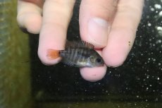 画像3: 【淡水魚】【通販】爆安 アルコケントルス　サジカ【1匹 サンプル画像】(±3-4cm)（大型魚）（生体）（熱帯魚）NKO (3)