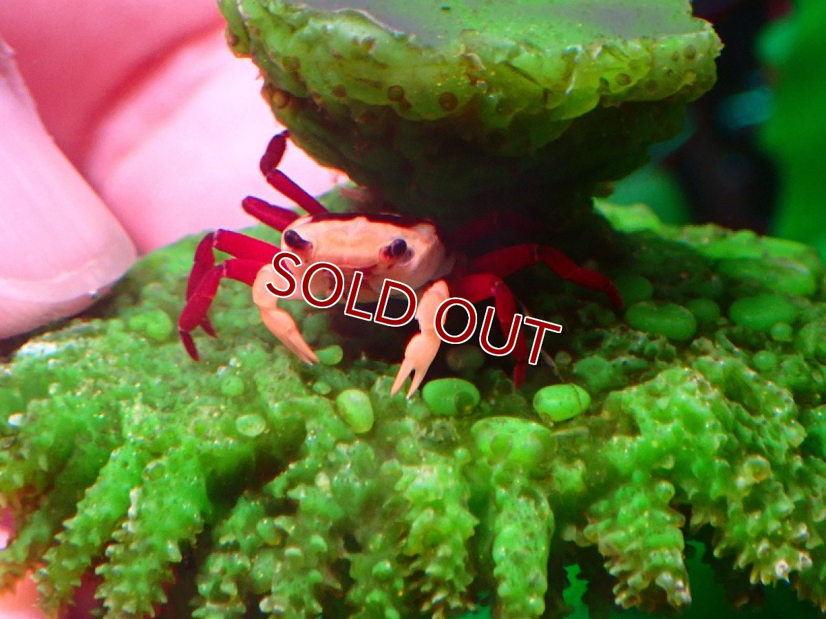 画像2: 【淡水魚】【通販】水棲 イエローウィッチャークラブ【1匹 サンプル画像】（カニ）（生体）（熱帯魚）NK (2)