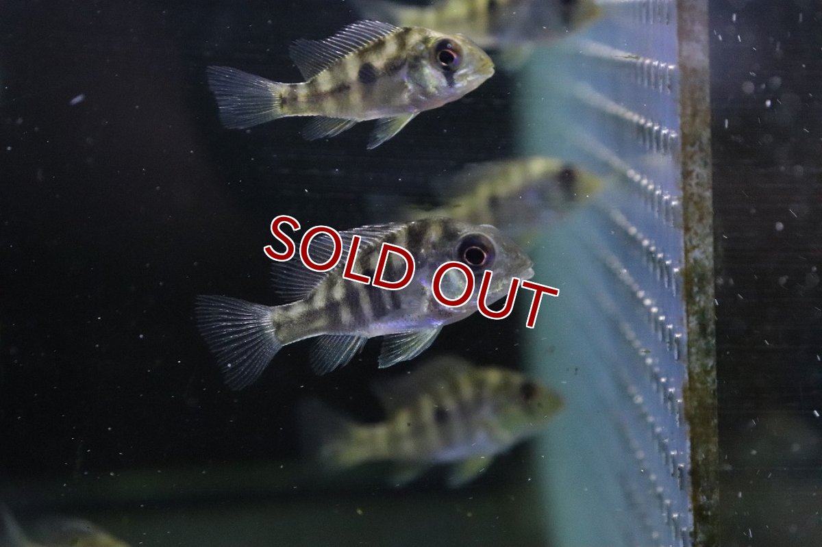 画像2: 【淡水魚】【通販】ギムノゲオファーガス バルザニ―【１匹 サンプル画像】(±3-4cm)(大型魚)(生体)(熱帯魚)NKO (2)