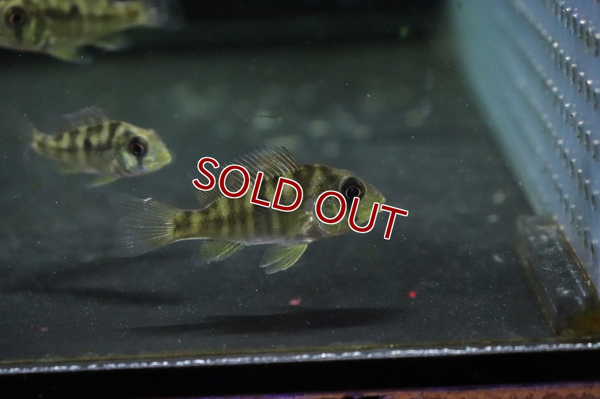 画像3: 【淡水魚】【通販】ギムノゲオファーガス バルザニ―【１匹 サンプル画像】(±3-4cm)(大型魚)(生体)(熱帯魚)NKO (3)