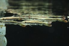 画像1: 【淡水魚】【通販】ハイドロシナスガー【１匹 サンプル画像】(±10cm)(大型魚)(生体)(熱帯魚)NKO (1)