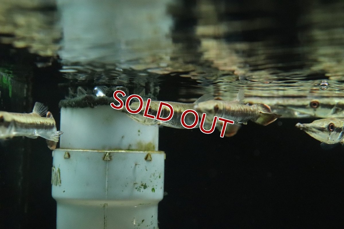 画像2: 【淡水魚】【通販】ハイドロシナスガー【１匹 サンプル画像】(±10cm)(大型魚)(生体)(熱帯魚)NKO (2)