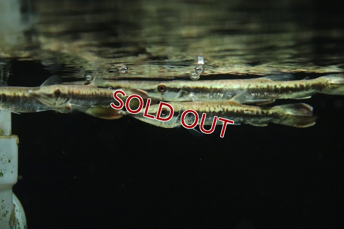 画像3: 【淡水魚】【通販】ハイドロシナスガー【１匹 サンプル画像】(±10cm)(大型魚)(生体)(熱帯魚)NKO (3)