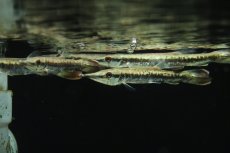 画像3: 【淡水魚】【通販】ハイドロシナスガー【１匹 サンプル画像】(±10cm)(大型魚)(生体)(熱帯魚)NKO (3)