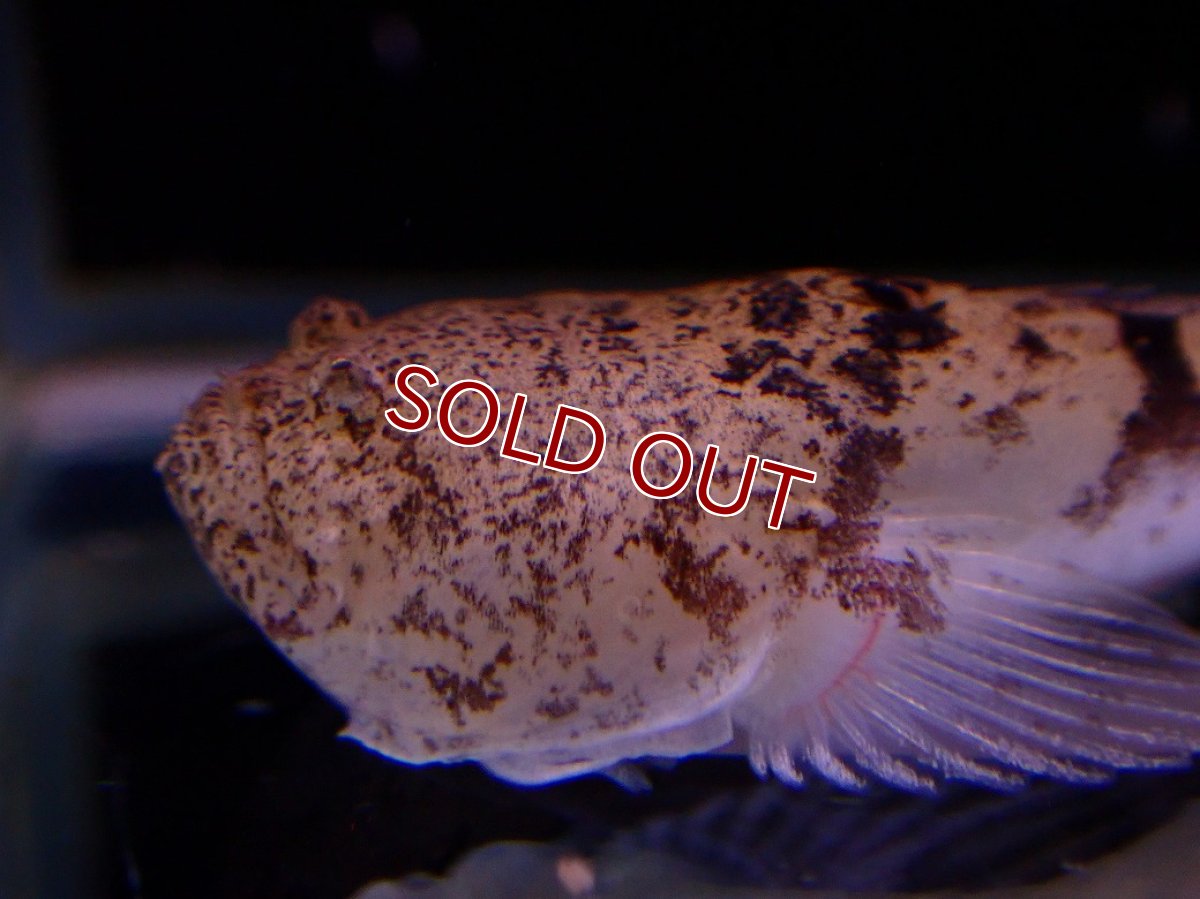 画像2: 【淡水魚】【通販】大特価 ストーンフィッシュ ペルー産 ワイルド【１匹 サンプル画像】(±4-5cm)(生体)(熱帯魚)NK (2)