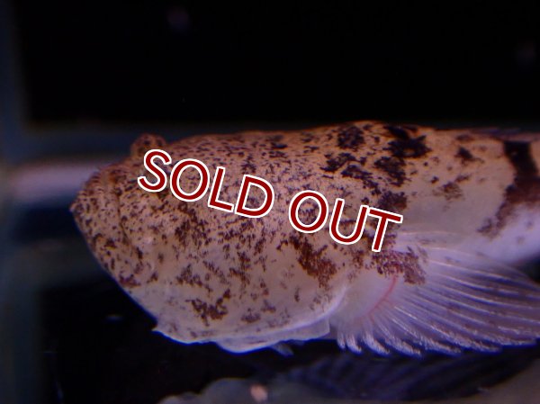 淡水魚】【通販】大特価 ストーンフィッシュ ペルー産 ワイルド【1匹