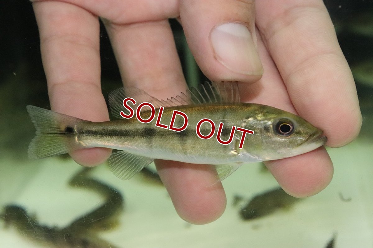 画像1: 【淡水魚】【通販】爆安 キクラ フォーゴ【１匹 サンプル画像】(±8cm)(大型魚)(生体)(熱帯魚)NKO (1)