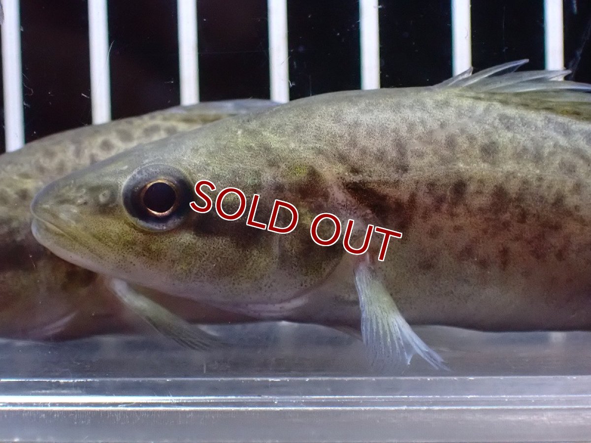 画像2: 【淡水魚】【通販】予約中 13日入荷予定 爆安 マーレーコッド【１匹 サンプル画像】(±8-10cm)(大型魚)(生体)(熱帯魚)NKO (2)