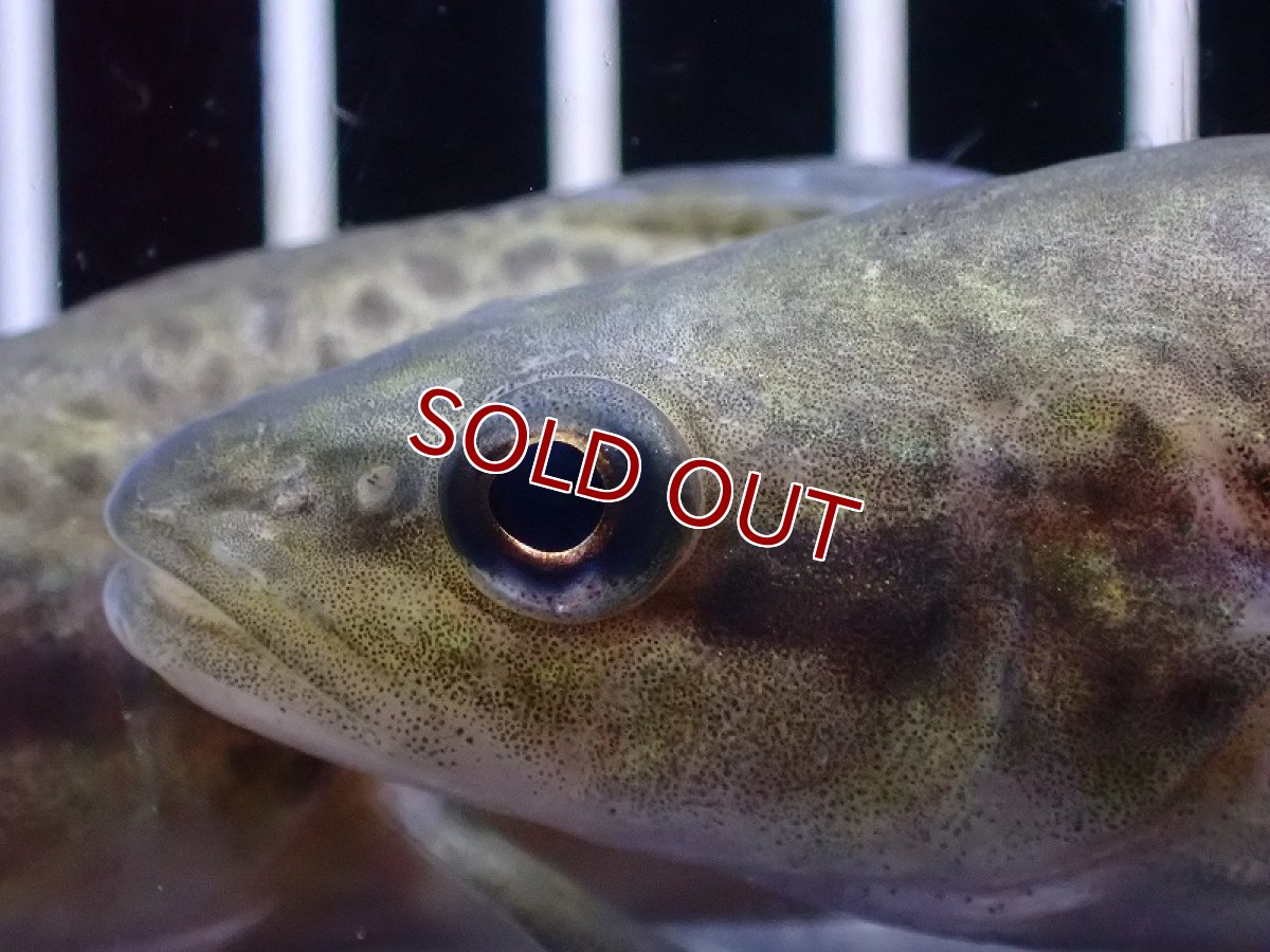 画像3: 【淡水魚】【通販】予約中 13日入荷予定 爆安 マーレーコッド【１匹 サンプル画像】(±8-10cm)(大型魚)(生体)(熱帯魚)NKO (3)