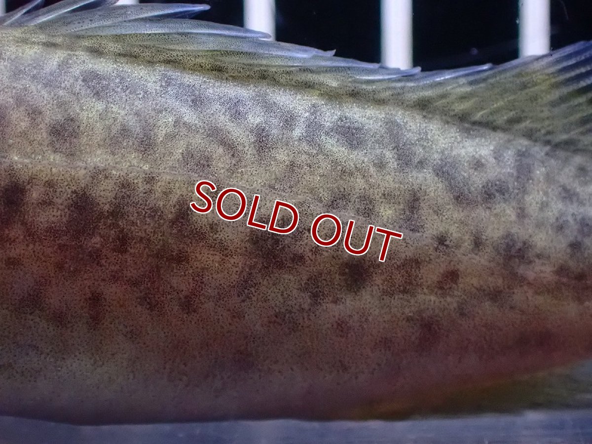 画像4: 【淡水魚】【通販】予約中 13日入荷予定 爆安 マーレーコッド【１匹 サンプル画像】(±8-10cm)(大型魚)(生体)(熱帯魚)NKO (4)