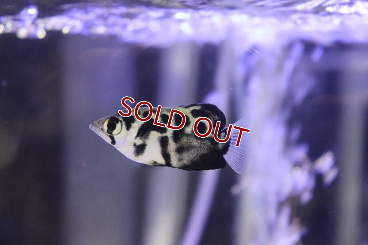 画像2: 【ウィンターセール 10％OFF対象商品】【淡水魚】【通販】ゼブラアーチャーフィッシュ(ゴールデンアーチャーフィッシュ)【１匹 サンプル画像】(±4cm)(生体)(熱帯魚)NKO (2)
